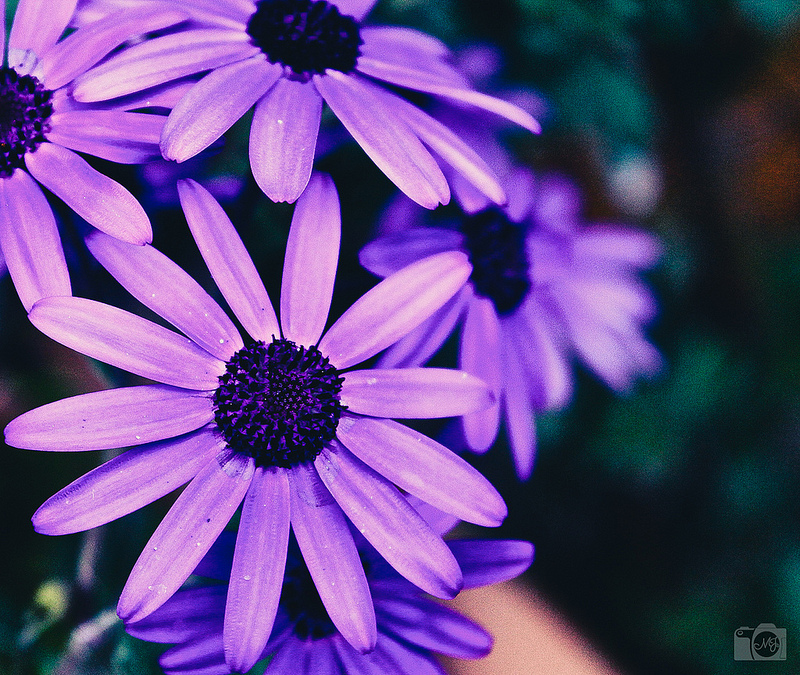 Daisies